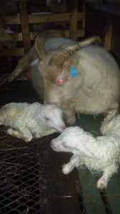 328EB02E-AB38-49B2-AE84-3D0128AD15C3